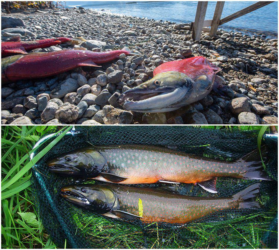 Salmon (commons.wikimedia.org/National Park Service) | Char (commons.wikimedia.org/Malupasic)