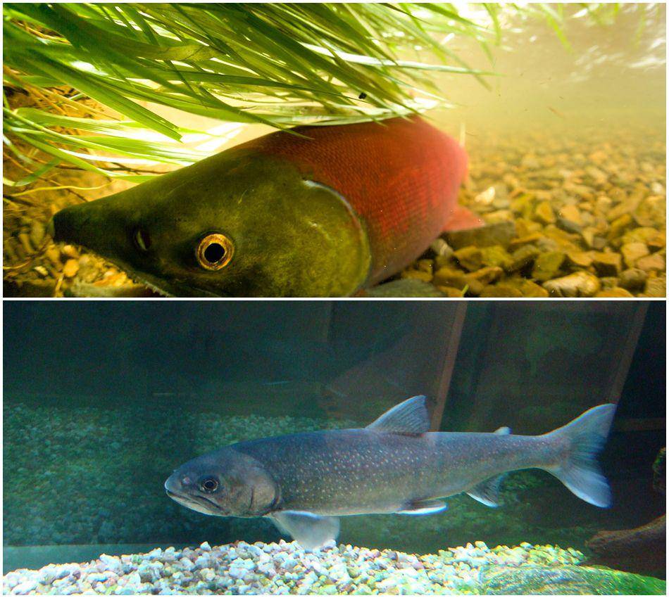Salmon (commons.wikimedia.org/NPGallery) | Char (commons.wikimedia.org/Zouavman Le Zouave)