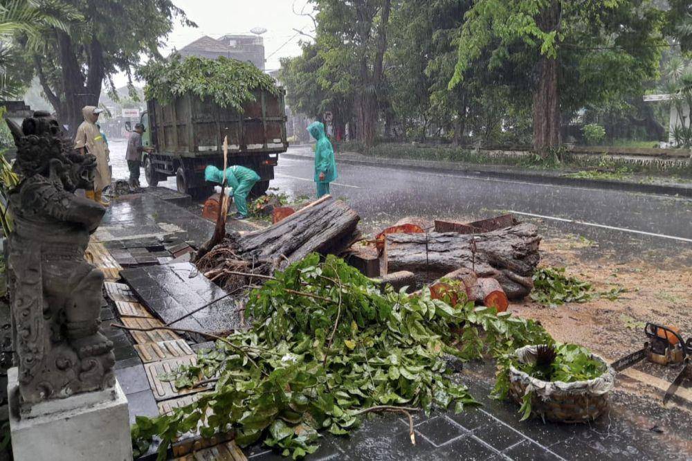 Pohon tumbang di Denpasar (Dok.IDN Times/istimewa)