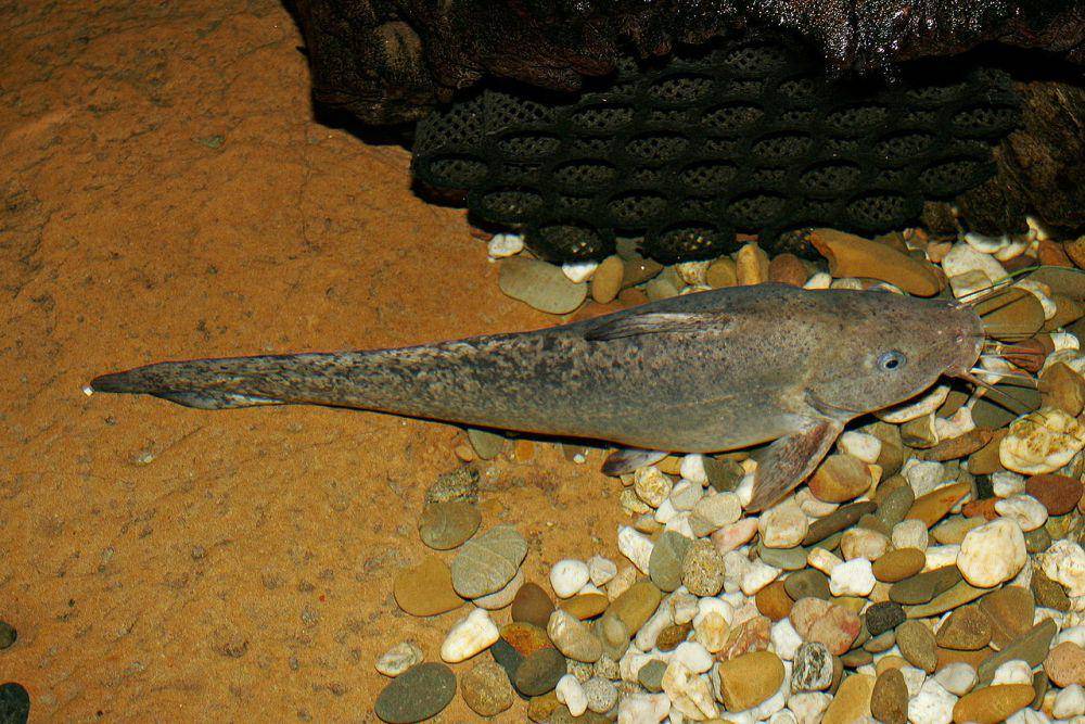 Ikan lele (commons.wikimedia.org/Fir0002/Flagstaffotos)