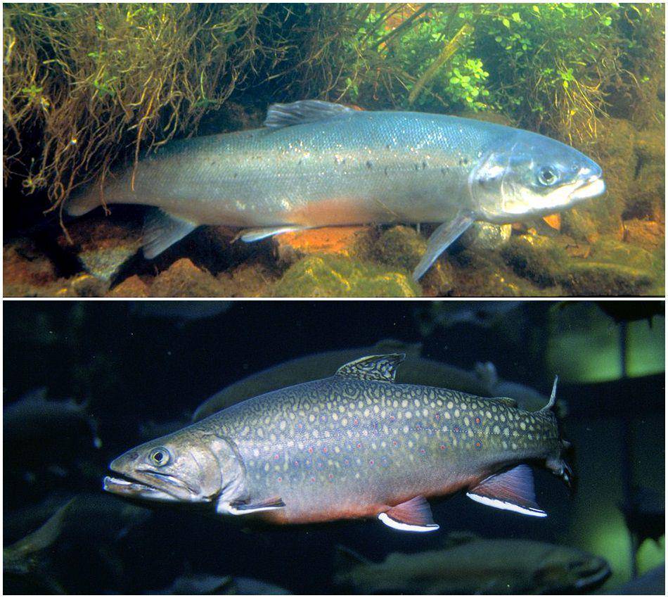 Salmon (commons.wikimedia.org/Hartley dan William W.) | Char (commons.wikimedia.org/Engbretson dan Eric)