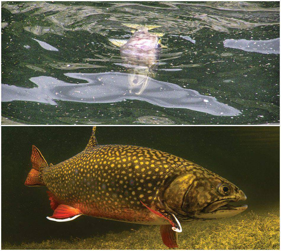 Salmon (commons.wikimedia.org/Gillfoto) | Char (commons.wikimedia.org/Jay Fleming)