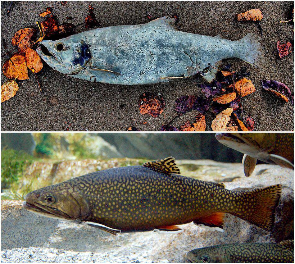 Salmon (commons.wikimedia.org/Todd Gordon Brown) | Char (commons.wikimedia.org/marrabbio2)