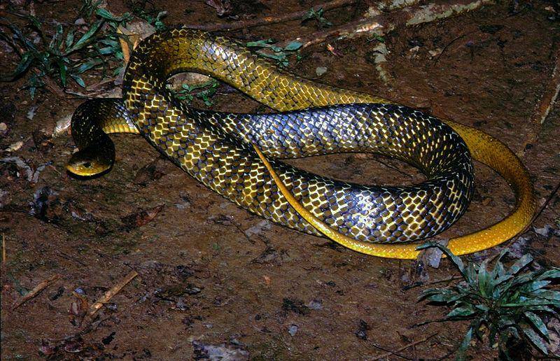 Hutan hujan tropis merupakan habitat utama dari ular ekor kuning cribo. (commons.wikimedia.org/Bernard DUPONT)