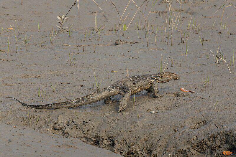 Tempat hidup dan makanan biawak air memengaruhi potensi bahaya yang mereka bawa pada manusia. (commons.wikimedia.org/Tisha Mukherjee)