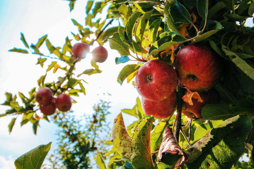 ilustrasi buah apel (pexels.com/shottrotter)