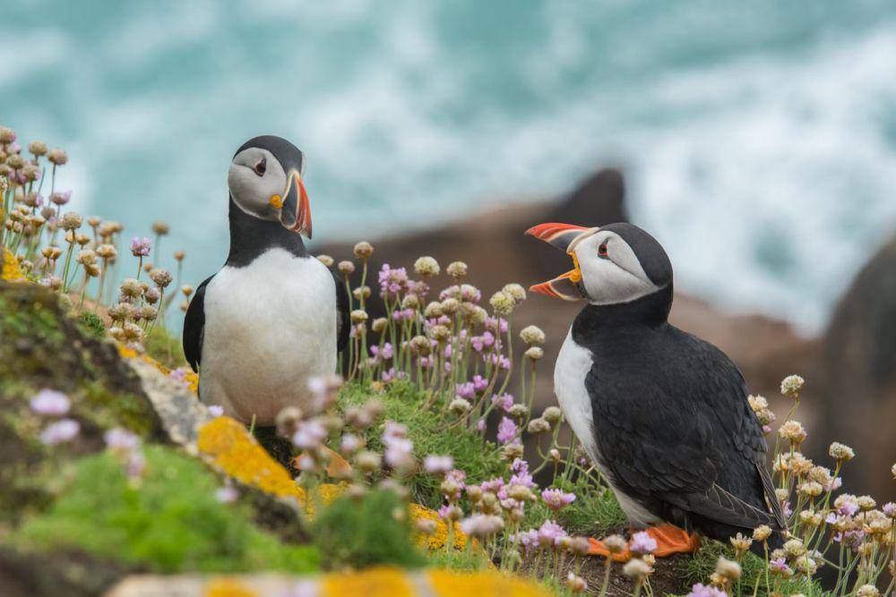 burung puffin (unsplash.com/Wynand van Poortvliet)