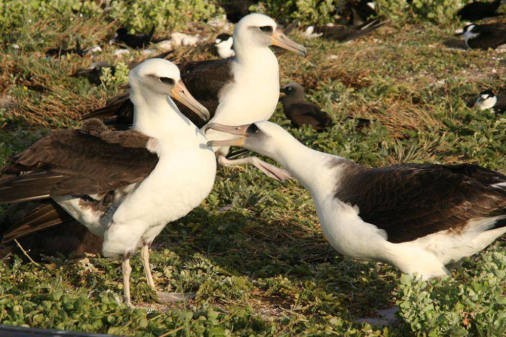 burung albatros (commons.wikimedia.org/Duncan Wright)