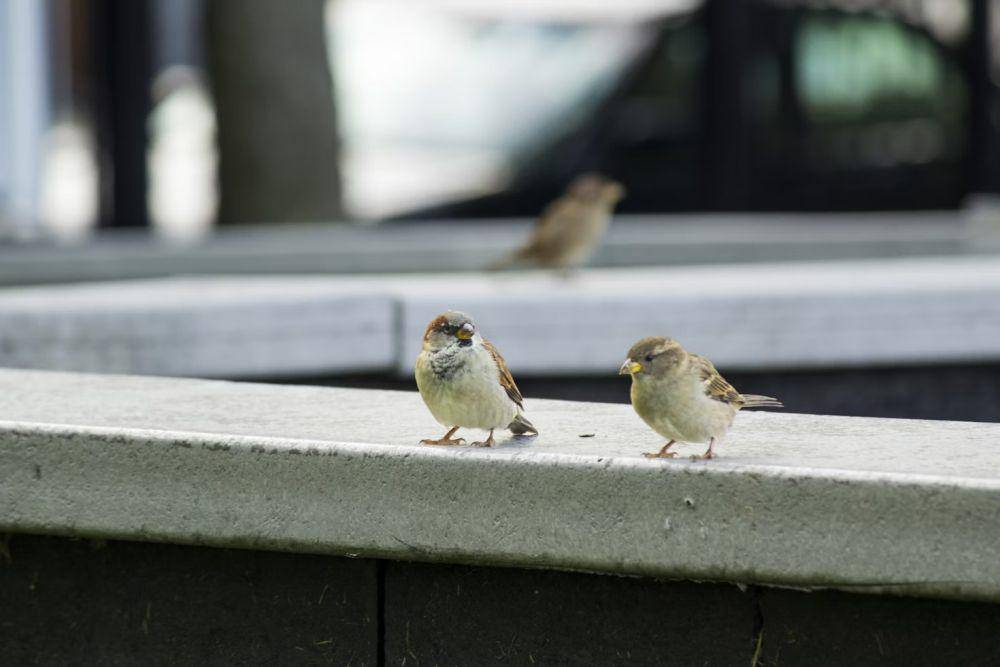 burung pipit (unsplash.com/Gautam Krishnan)