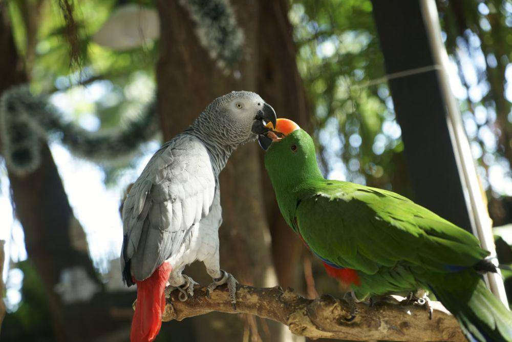 burung beo (unsplash.com/Tam Nguyen)