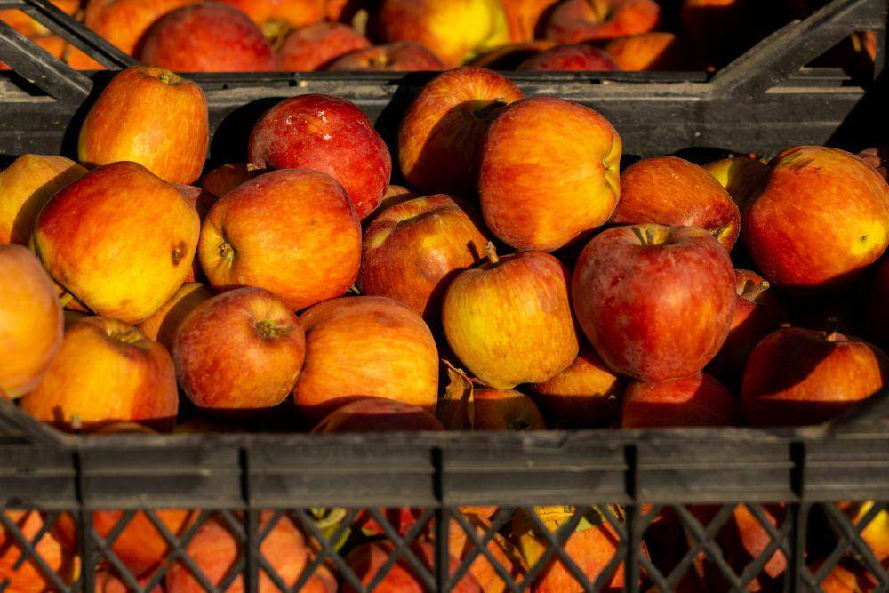 ilustrasi buah apel (pexels.com/enginakyurt)