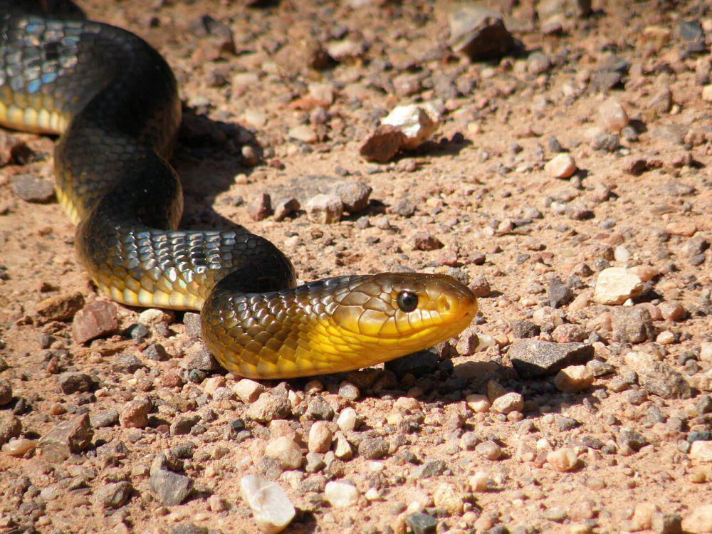 5 Fakta Ular Ekor Kuning Cribo, Reptil dengan Warna yang Kontras