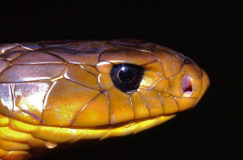 Kepala intimidatif dari ular ekor kuning cribo membuat mereka terlihat seperti ular berbisa. (commons.wikimedia.org/Bernard DUPONT)