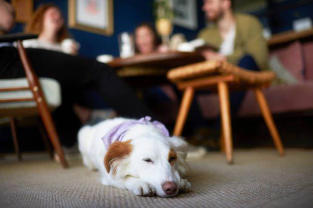 4 Kafe Pet Friendly di Prigen Pasuruan Terbaru 2025