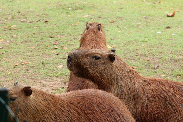 Ilustrasi capybara. unsplash.com