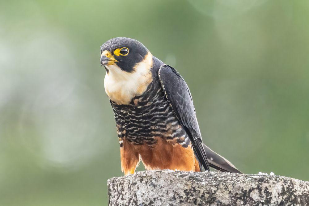 6 Fakta Unik Bat Falcon, Si Kecil yang Berburu Kelelawar