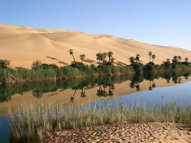 Pohon kurma jadi salah satu tanaman yang paling sering ditemukan di sekitar oasis. (commons.wikimedia.org/Sfivat)