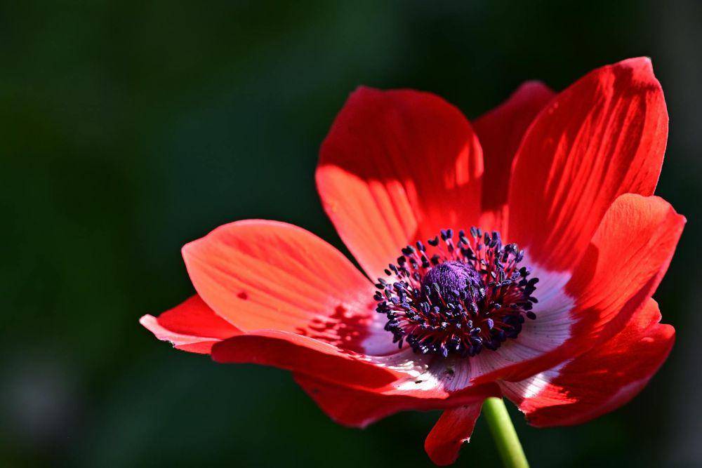 anemone (pexels.com/Jürgen)