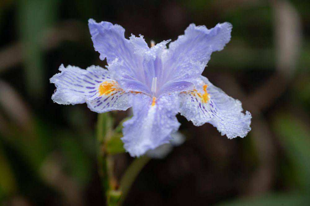 iris (pexels.com/Nguyen Ngoc Tien)