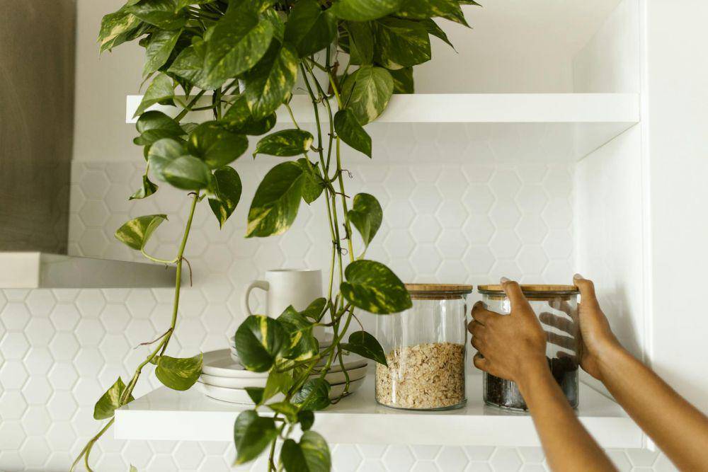 ilustrasi dengan tanaman sirih gading di kabinet dapur (pexels.com/RDNE Stock project)