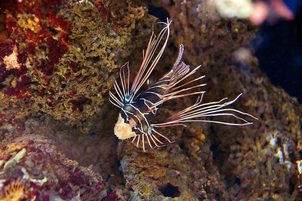 Lionfish (commons.wikimedia.org/Amada44)