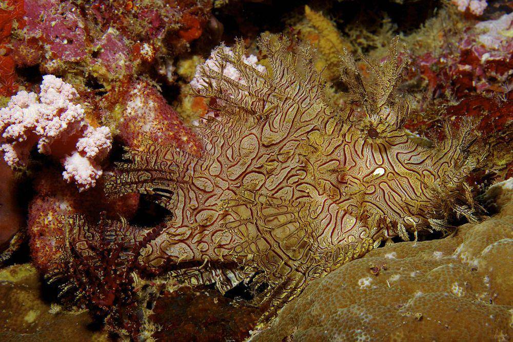 Scorpionfish (commons.wikimedia.org/Nick Hobgood)
