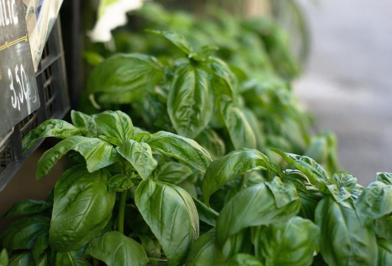 5 Tanaman Hias dengan Aroma Herbal yang Bisa Dijadikan Minyak Esensial