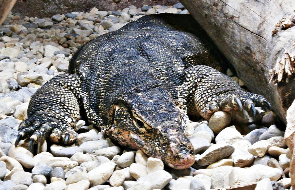 Dampak Kesehatan yang Timbul jika Mengonsumsi Daging Biawak