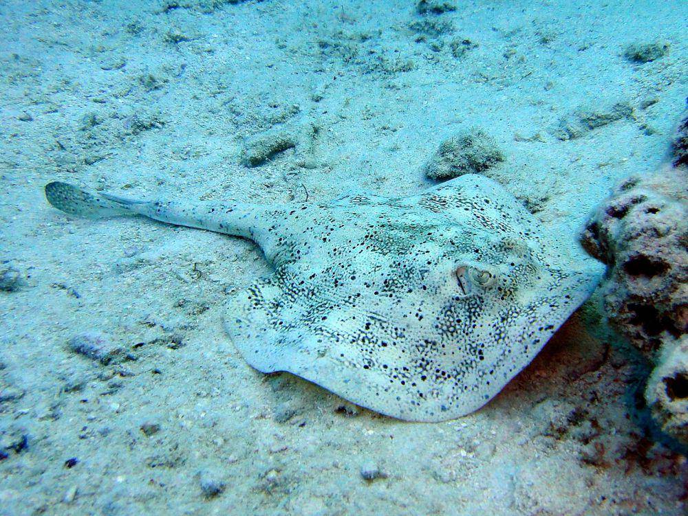 Ikan pari sengat (commons.wikimedia.org/Matt Kieffer)