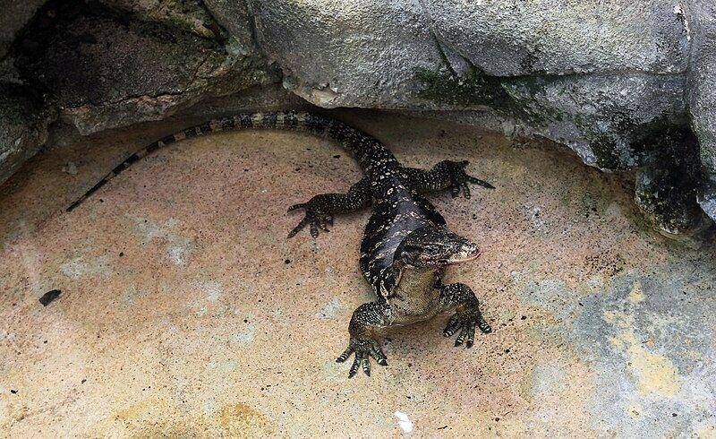 biawak air yang dipelihara di kebun binatang (commons.wikimedia.org/Vassil)