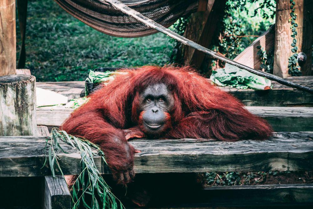 5 Fakta Ilmiah Mengenai Kecerdasan Orang Utan, Pandai Membuat Alat!