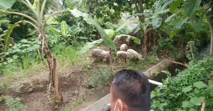 Kisruh Peternakan Babi di Bantul, Pemilik 2 Kali Tak Hadiri Mediasi