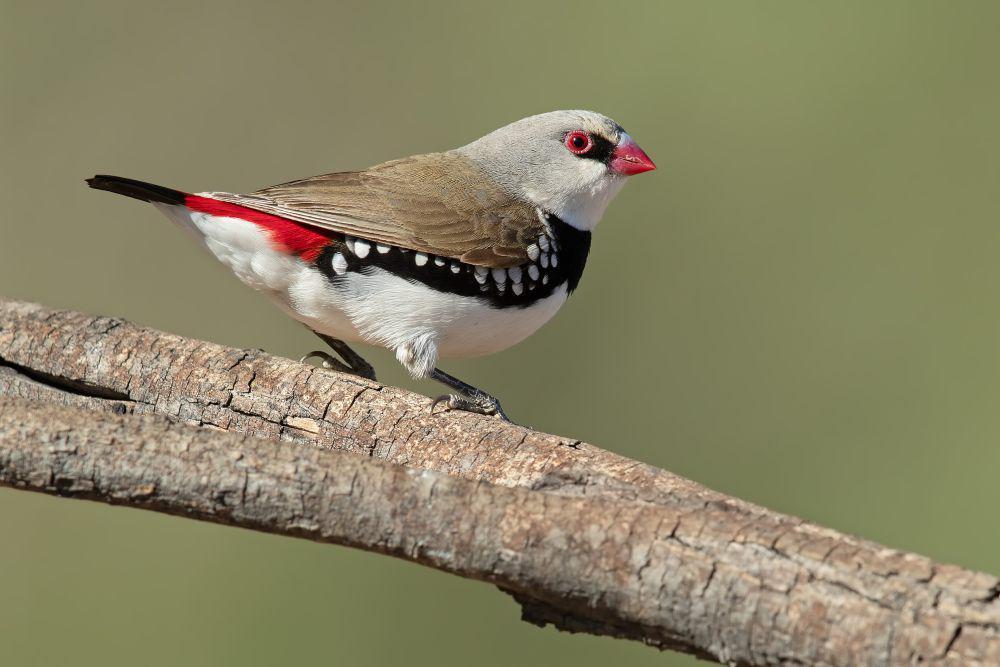 6 Fakta Menarik Diamond Firetail, Burung Cantik dari Australia