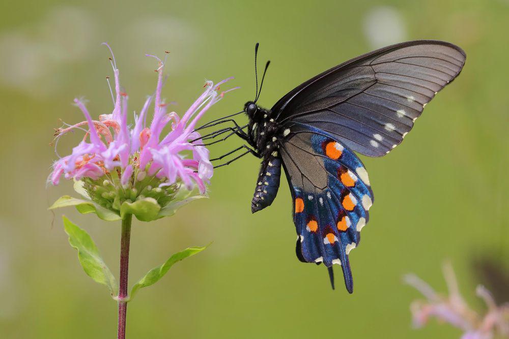 5 Fakta Menarik Pipevine Swallowtail, Memiliki Penglihatan Ultraviolet