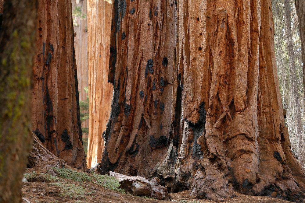 giant sequoia tahan api (nps.gove/Kiel Maddox)