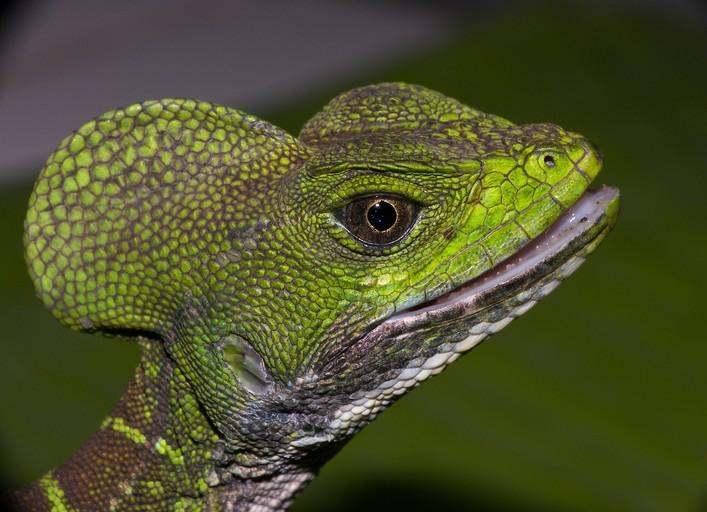 4 Kadal dari Genus Basiliscus, Penghuni Amerika Selatan dan Tengah