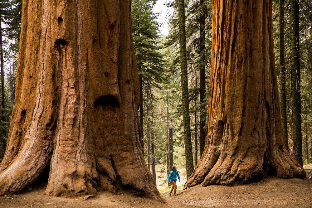 Pohon giant sequoia (scientificamerican.com/Jordan Siemens)
