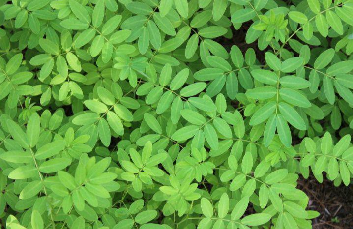 Mengenal Indigofera, Tanaman Kaya Manfaat yang Mulai Dilirik Dunia