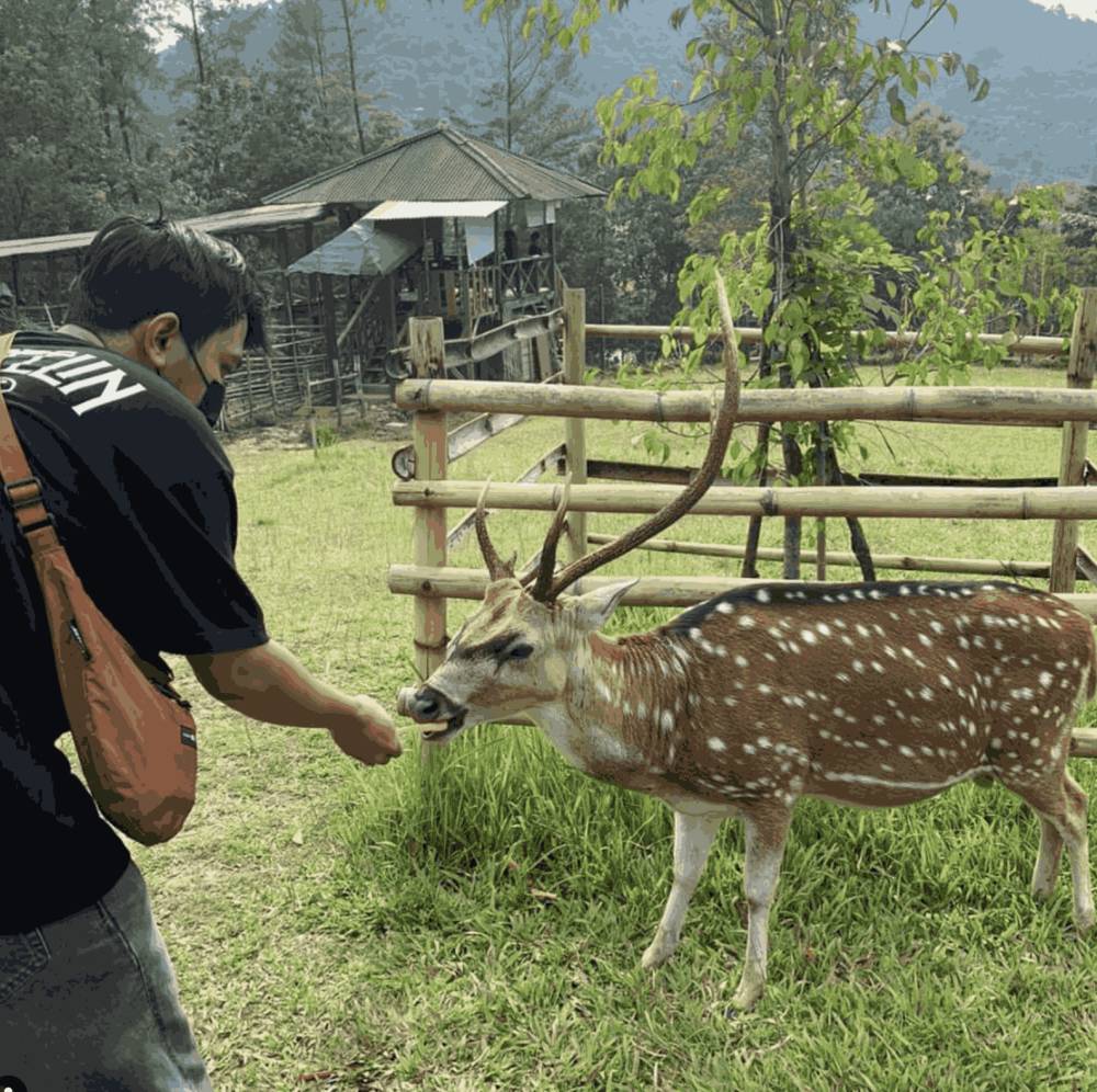Ilustrasi Penangkaran Rusa (https://www.instagram.com/wanawisatarusa/)