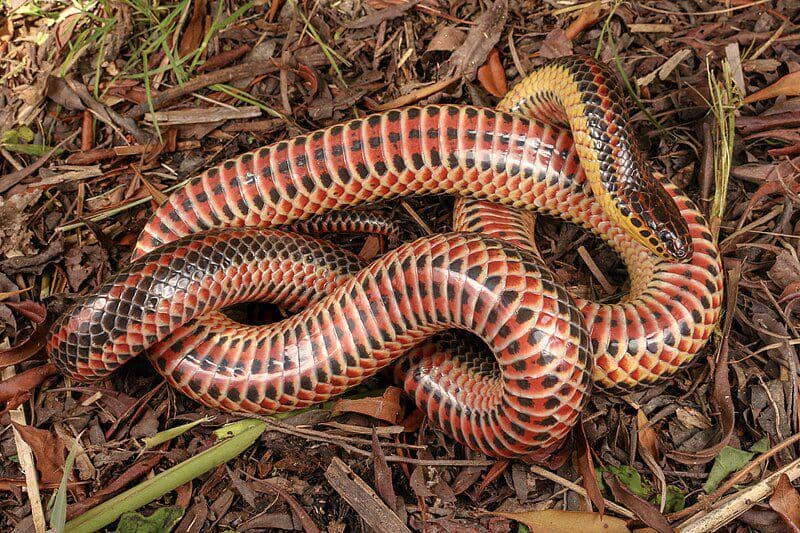 5 Fakta Unik Rainbow Snake, Ular Berwarna Pelangi | IDN Times