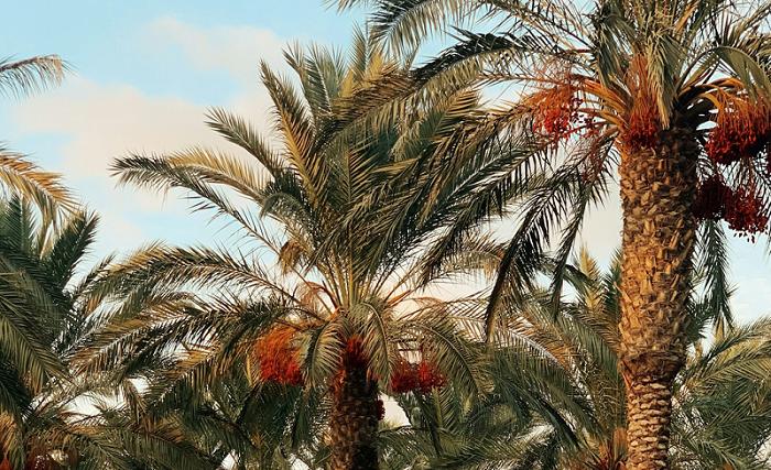 Kenapa Kurma Tidak Bisa Tumbuh di Indonesia? Ini Penjelasan Ilmiahnya