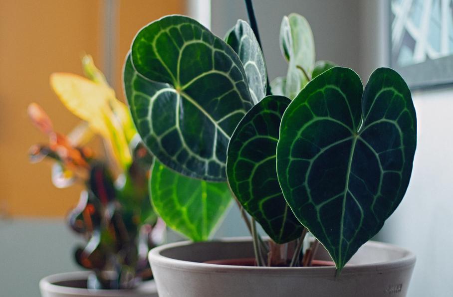 5 Tanaman Hias dengan Daun Berbentuk Hati, Cocok untuk Kado!