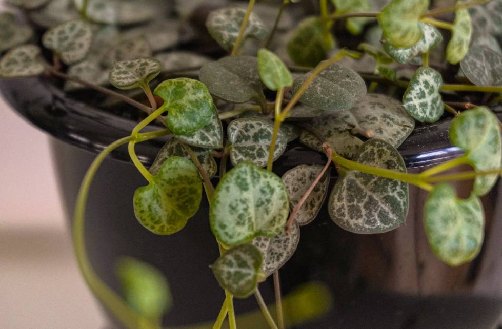 ilustrasi ceropegia woodii (unsplash.com/Sabrina Rizzo)