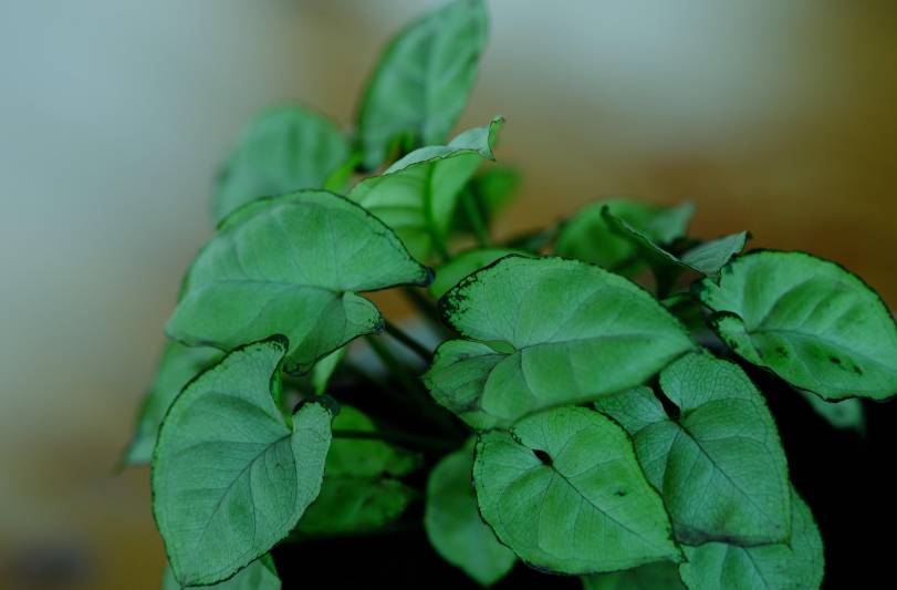 ilustrasi syngonium podophyllum (pixabay.com/ignartonosbg)