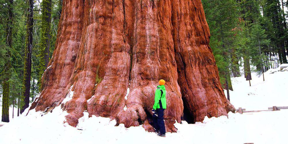 pohon giant sequoia di musim dingin (savetheredwoods.org)