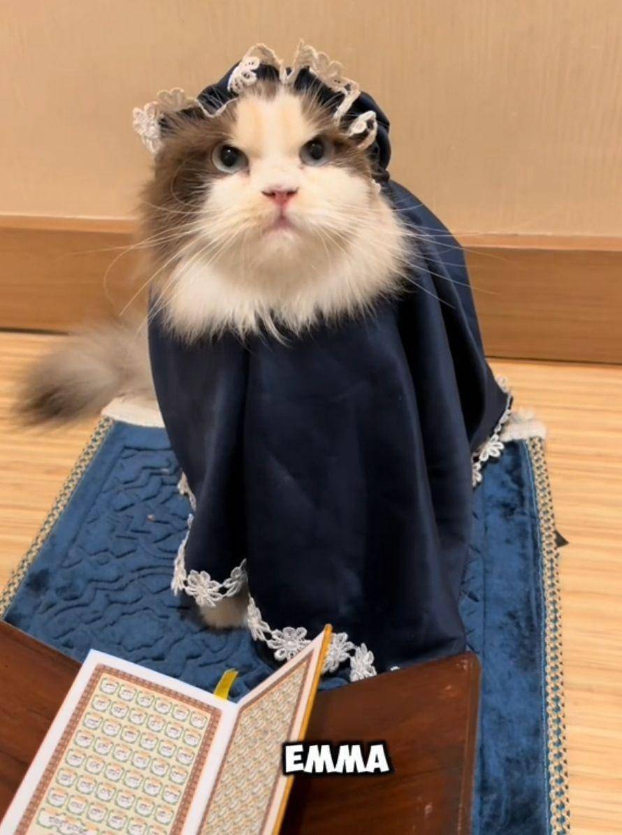 Kucing seleb (TikTok.com/edamame1995_)