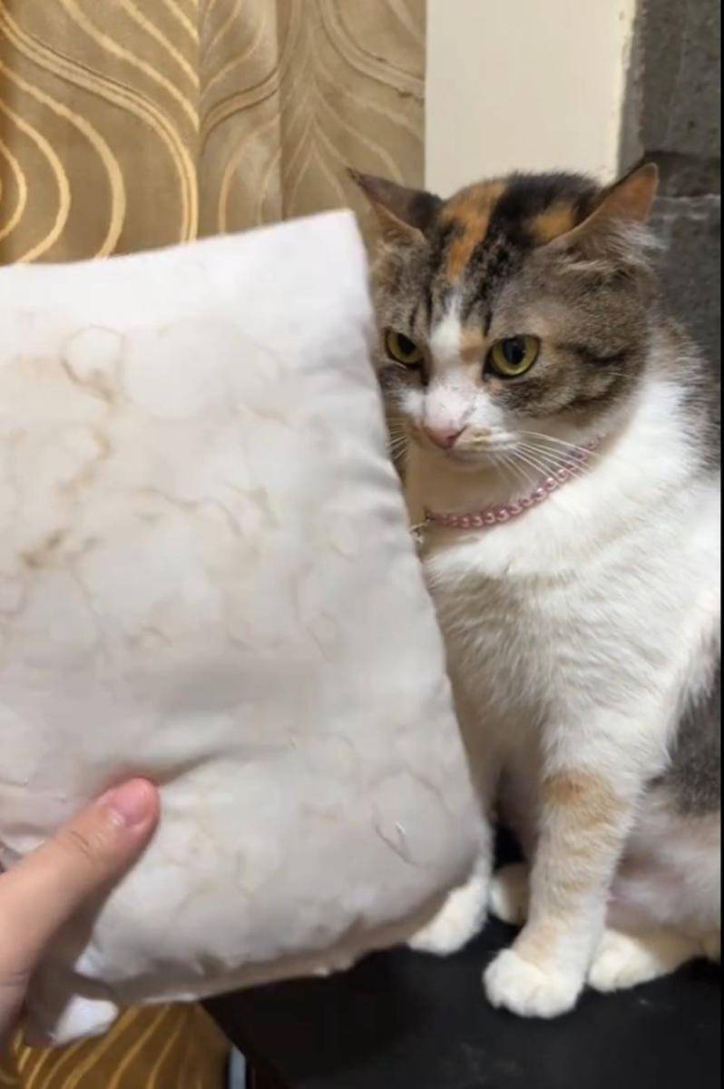 Kucing seleb (TikTok.com/lavieenlav)