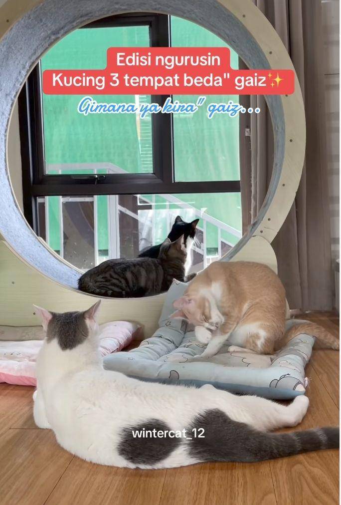 Keluarga Winter Family (instgaram.com/wintercat_12)