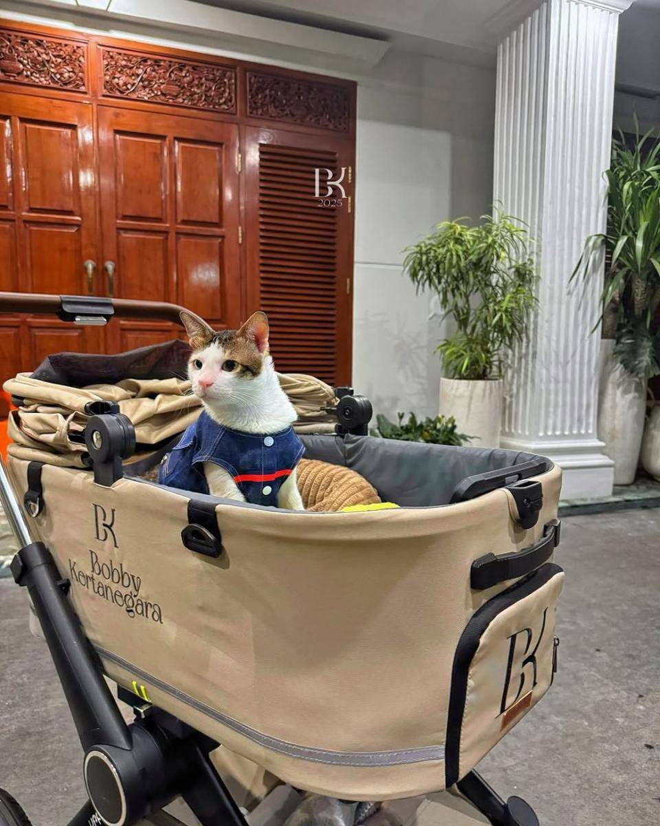 kucing seleb (instagram.com/bobbykertanegara)