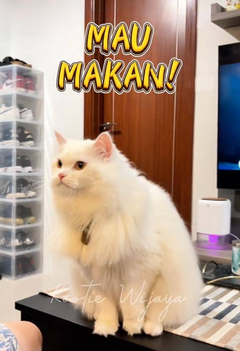 Kucing seleb (TikTok.com/kootie.wijaya)